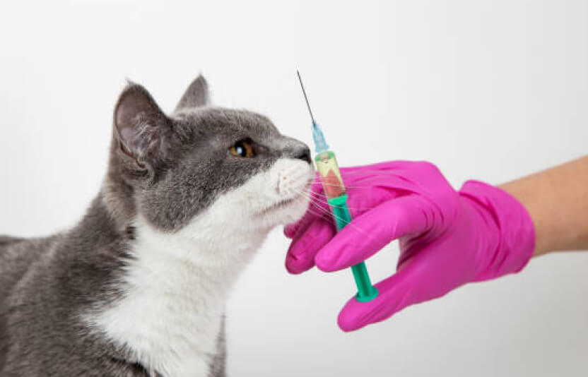 врач держит в руках два шприца с лекарством, кошка лежит рядом